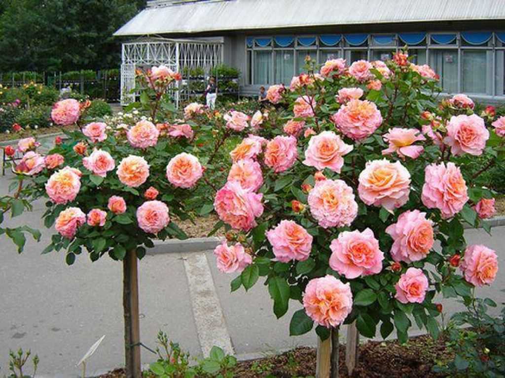 Роза штамбовая Августа Луиза (Augusta Luise)?ЗКС 1,30-2 метров