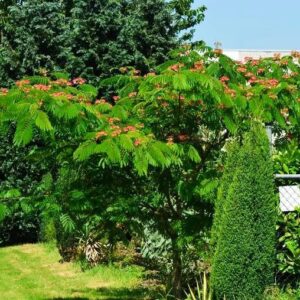 Альбиция ленкоранская (Albizia julibrissin) Акация 120-150 см ЗКС и ОКС