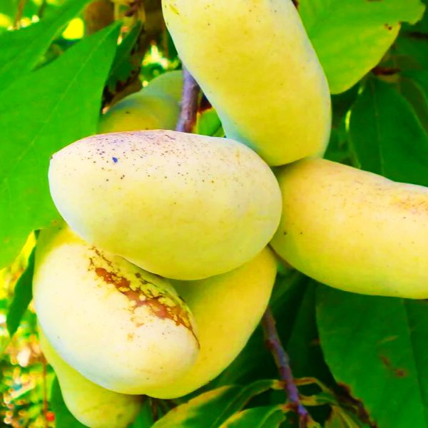 Азимина Paw Paw плоды