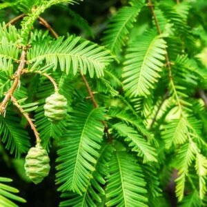 Метасеквойя Metasequoia 650-1500см