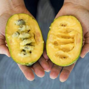 Азимина Paw Paw банановое дерево