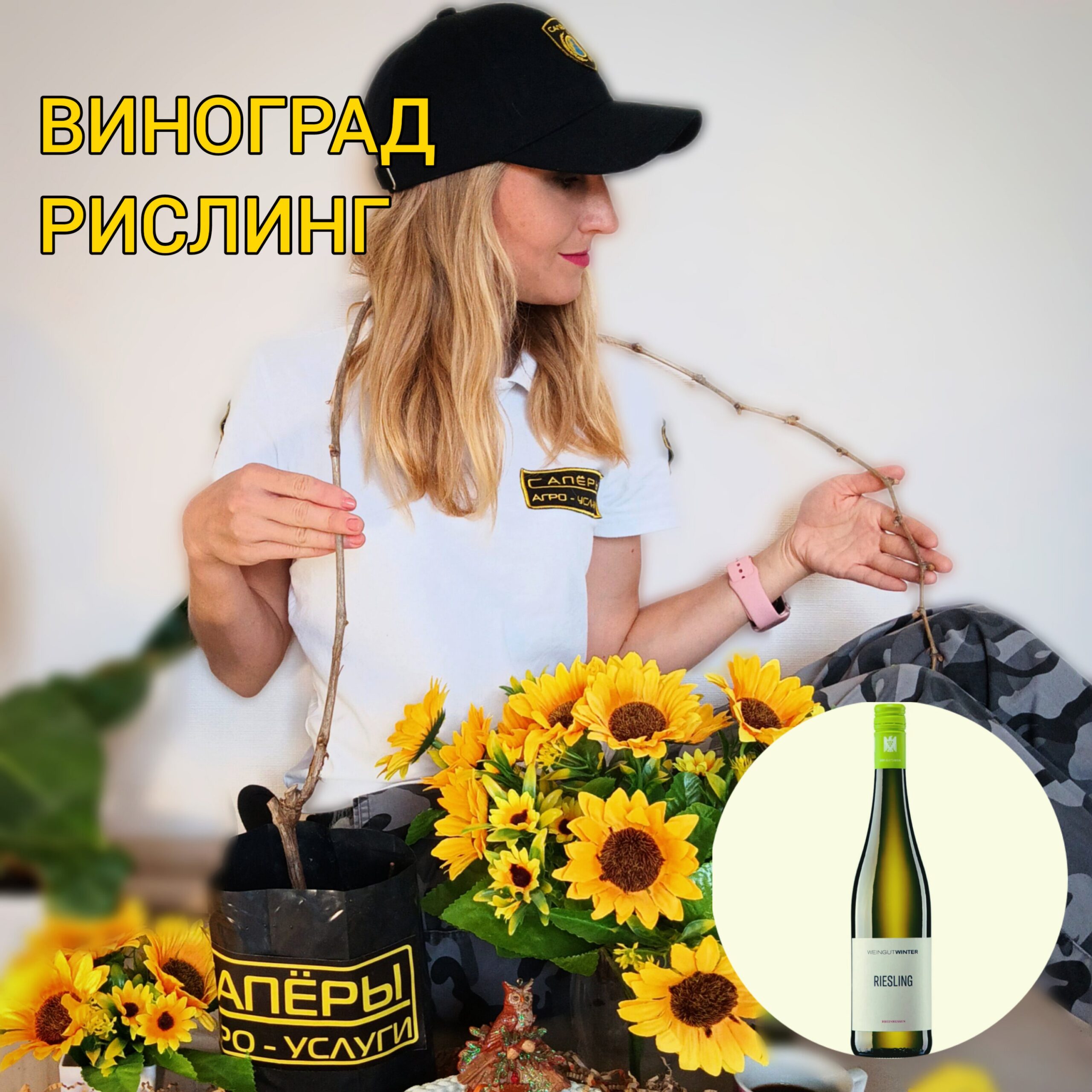 Виноград Рислинг — саженец элитного винного сорта ?✨