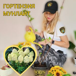 Гортензия метельчатая "Мунлайт" (Magical Moonlight), саженец 30–50 см, ЗКС✨?