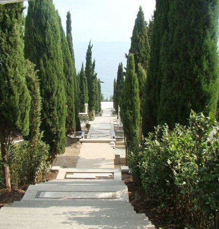 Кипарис пирамидальный (Cupressus sempervirens 'Pyramidalis'), саженец 30–50 см, ЗКС?✨ — изображение 2