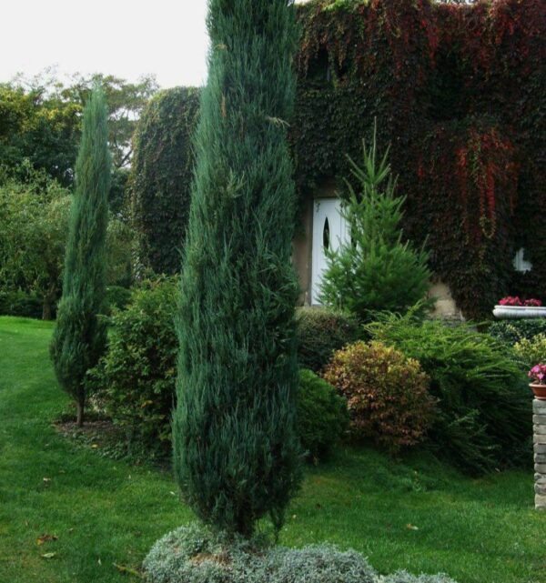 Кипарис пирамидальный (Cupressus sempervirens 'Pyramidalis'), саженец 30–50 см, ЗКС?✨ — изображение 3