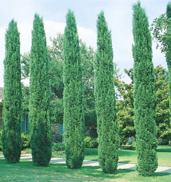Кипарис пирамидальный (Cupressus sempervirens 'Pyramidalis'), саженец 30–50 см, ЗКС?✨ — изображение 4