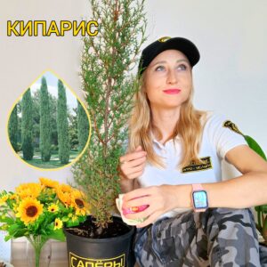 Кипарис пирамидальный (Cupressus sempervirens 'Pyramidalis'), саженец 30–50 см, ЗКС?✨