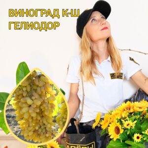 Гелиодор виноград (Heliodor) — саженцы 50–100 см ЗКС?