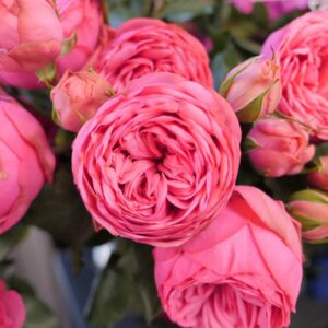 ? Роза Pink Piano шраб 30-50 см ОКС