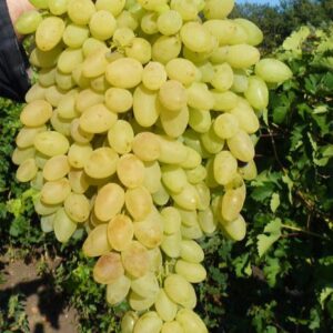 ? Виноград Бессемянный Магарача - саженец ЗКС 50-90 см