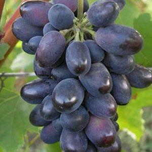 ? Виноград Кодрянка - саженец ЗКС и ОКС 50-90 см