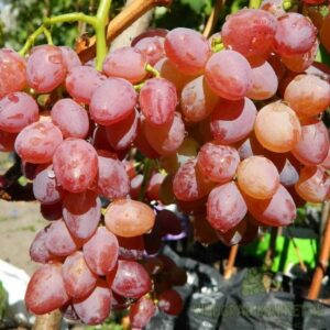 Виноград Лучистый?саженец ЗКС и ОКС